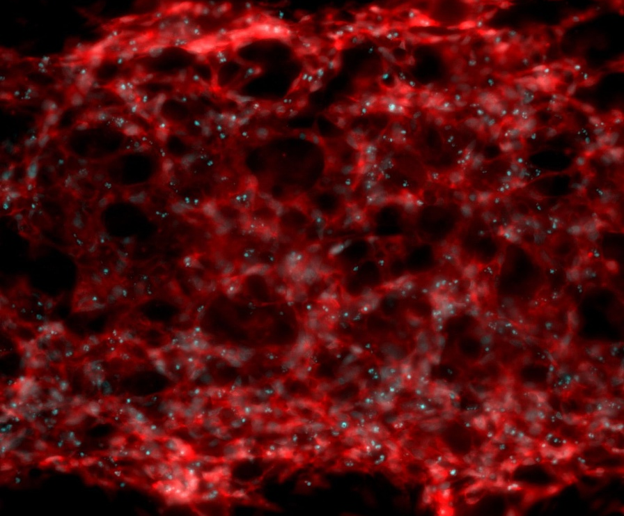 Biomedical Technologies